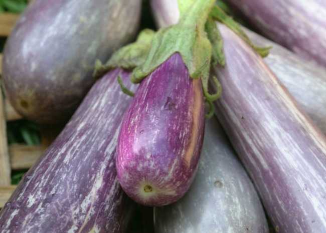 fairy eggplant seeds