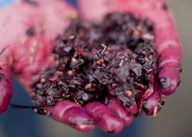 Grape Juice Into Wine - Mashed Grapes and Twigs - LI Vineyard Tours®