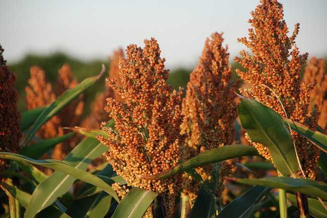 Image result for sorghum