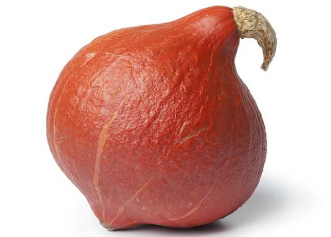 Red Kuri Squash or Hokkaido Pumpkin