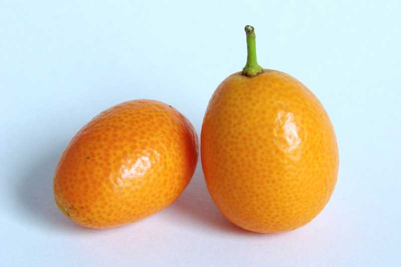 can kumquats be dried