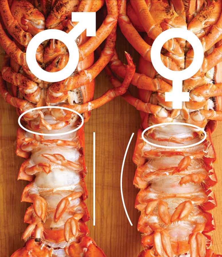 How To Tell If A Lobster Is Male Or Female | Allrecipes