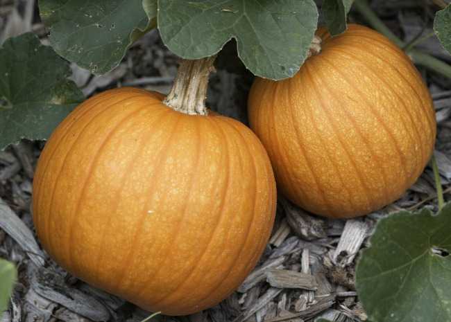 sugar pumpkins