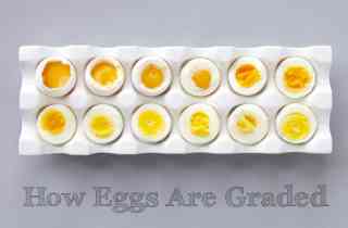 Everything You Need To Know About The Grades Of Eggs | Allrecipes